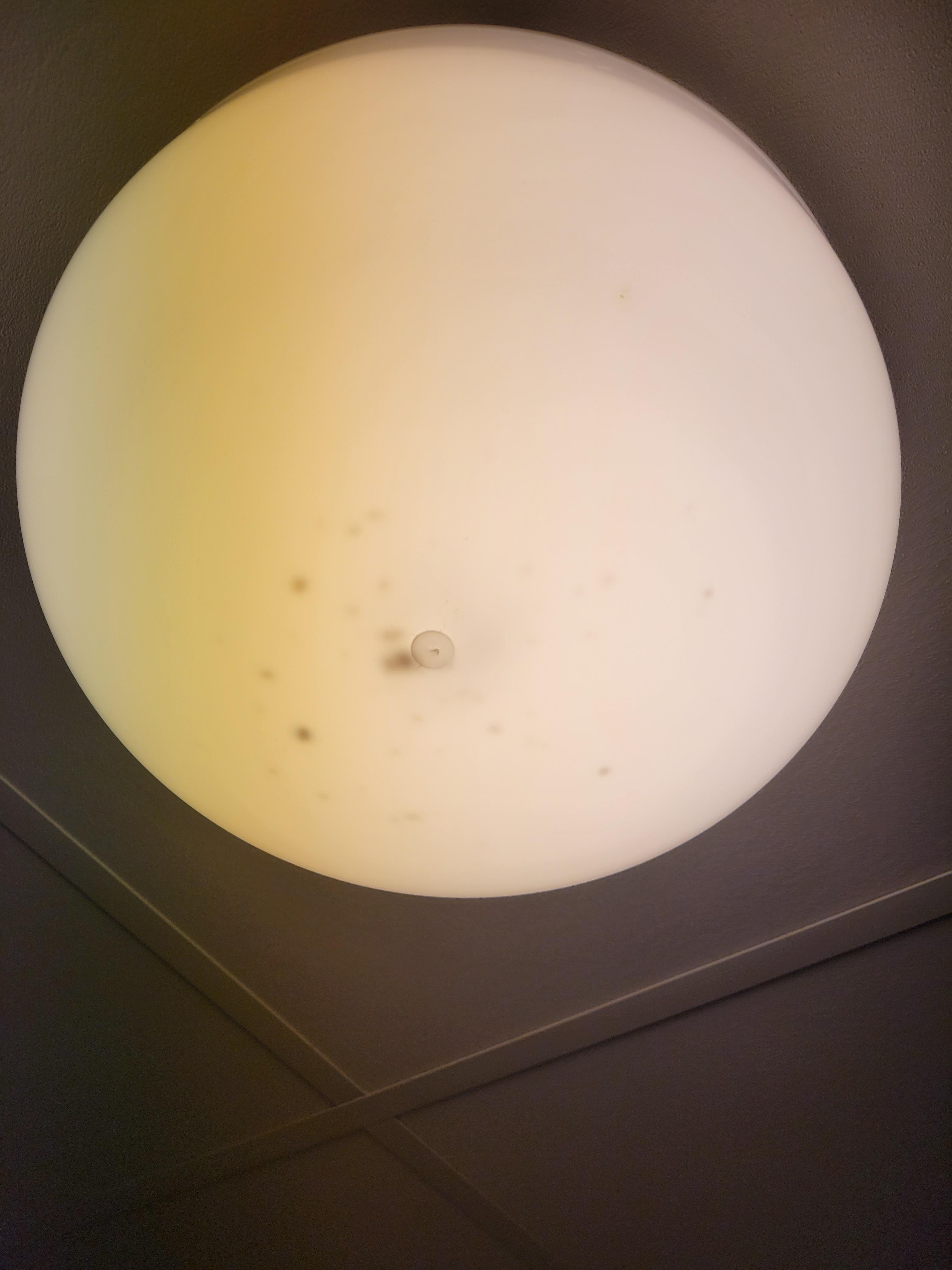 Dead bugs in light fixture.