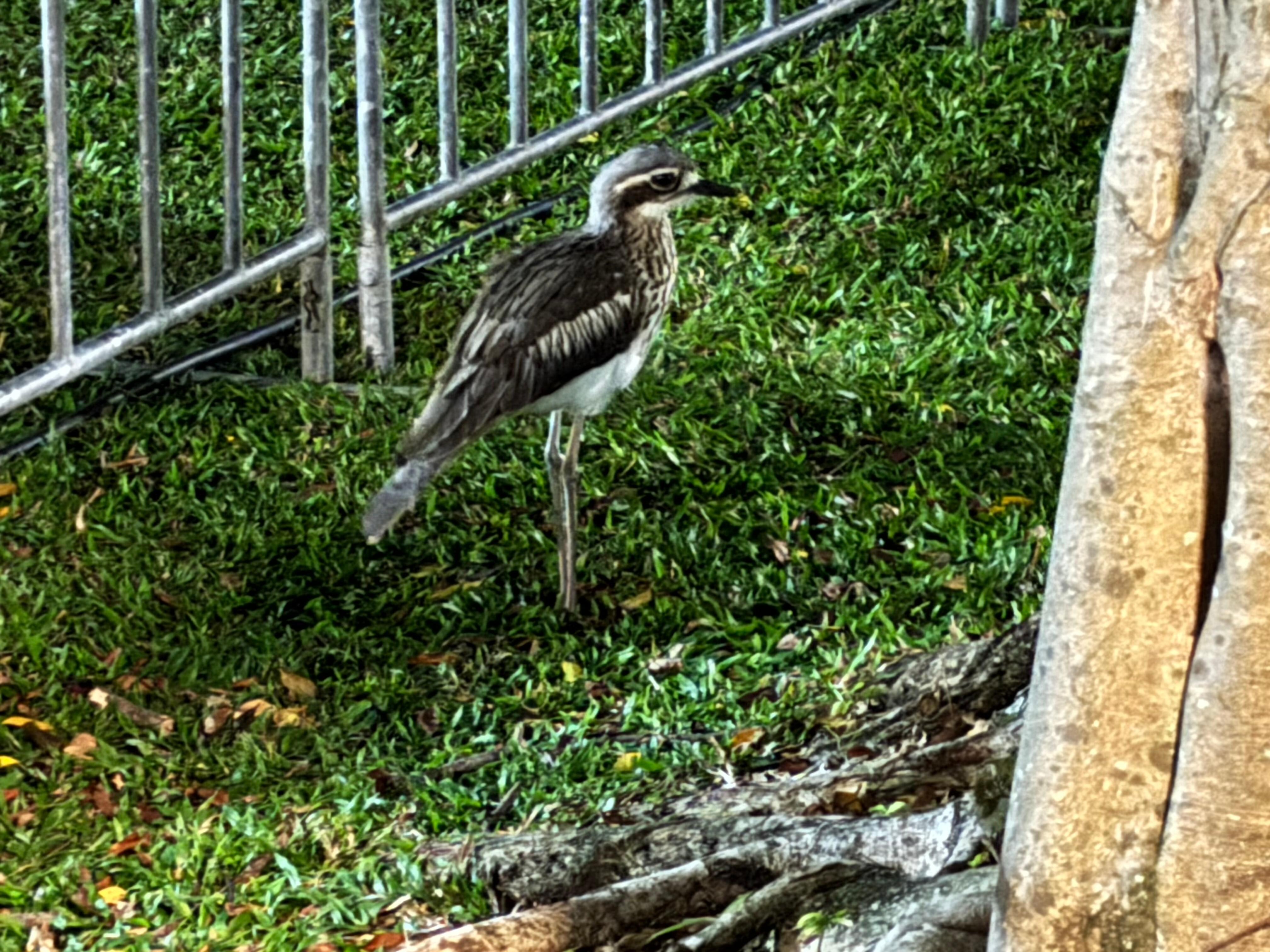 夜行性の野鳥がのんびり歩いています。