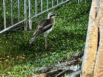 夜行性の野鳥がのんびり歩いています。