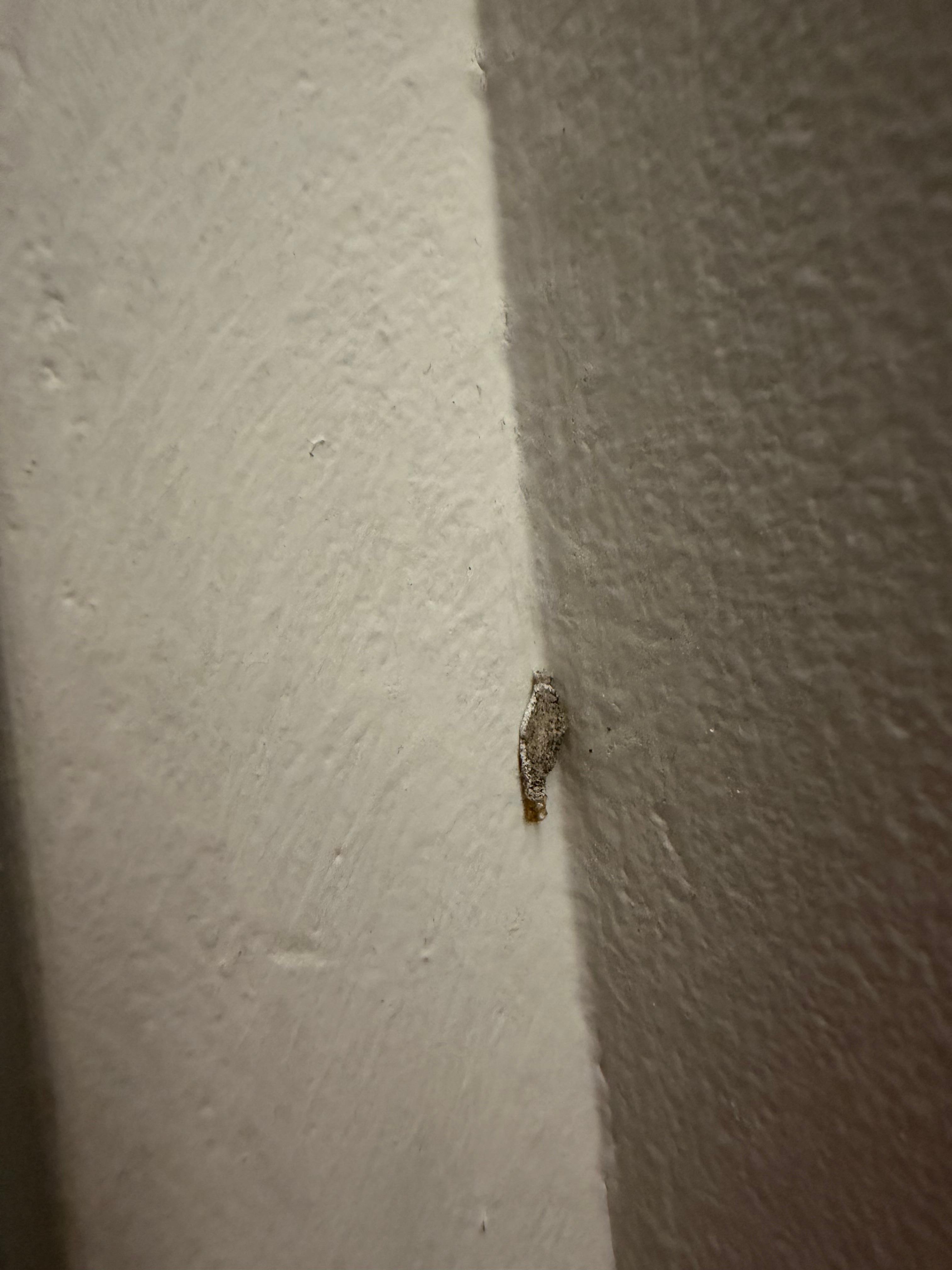 Mottenlarven, grobe Hygienemängel