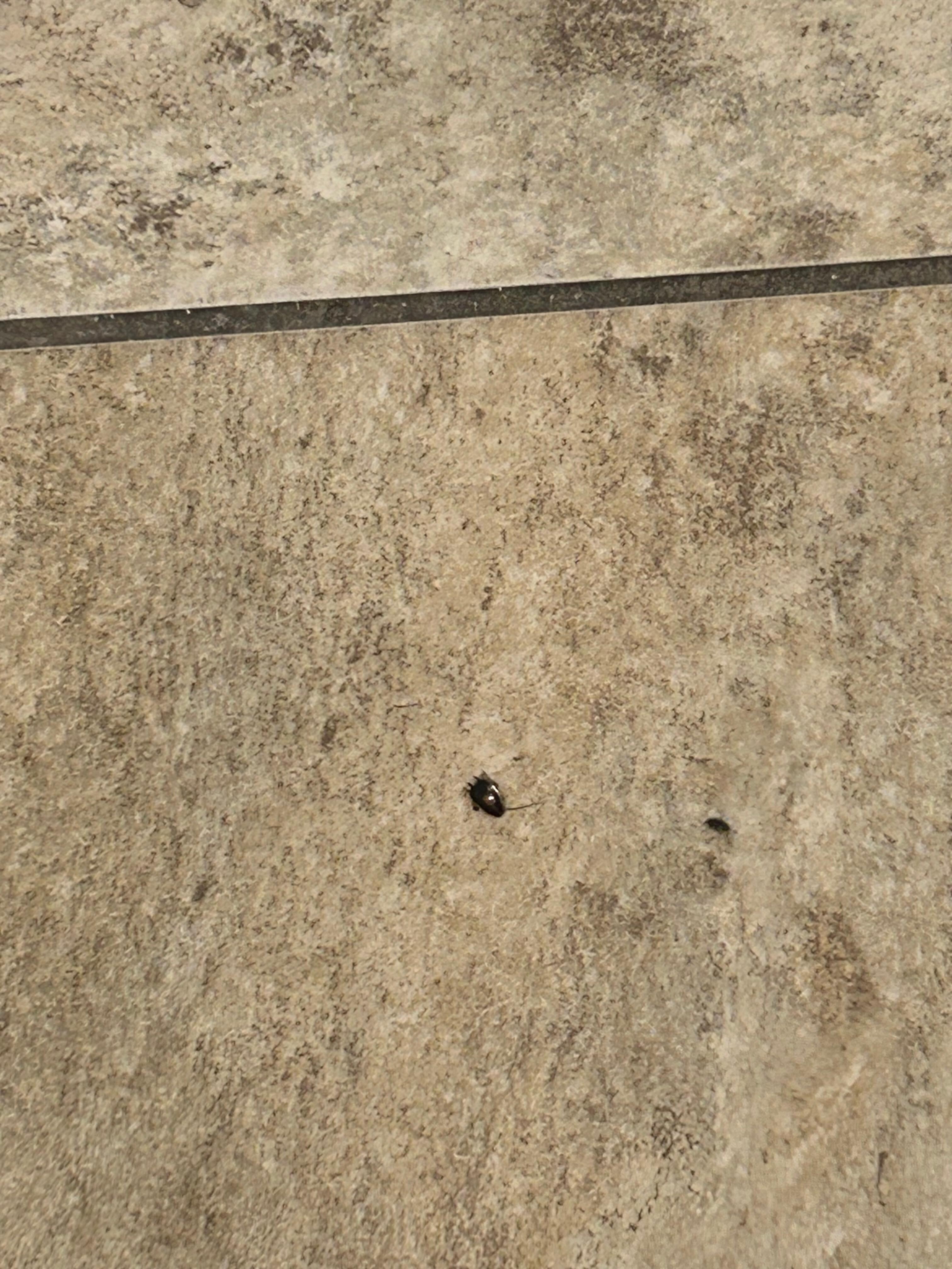 Roaches just crawling around freely 