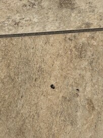 Roaches just crawling around freely