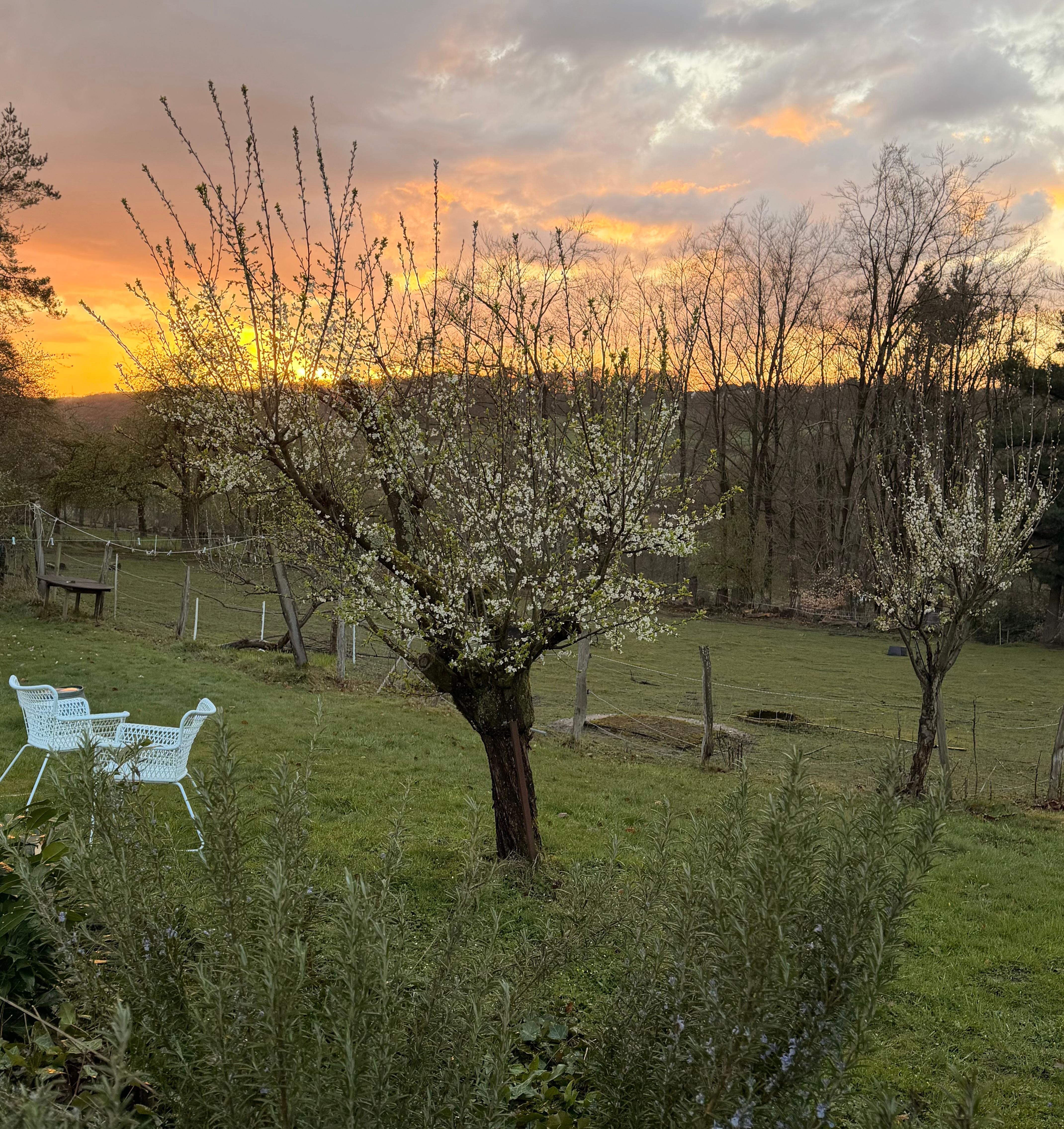 Wunderschöne alte Obstbäume