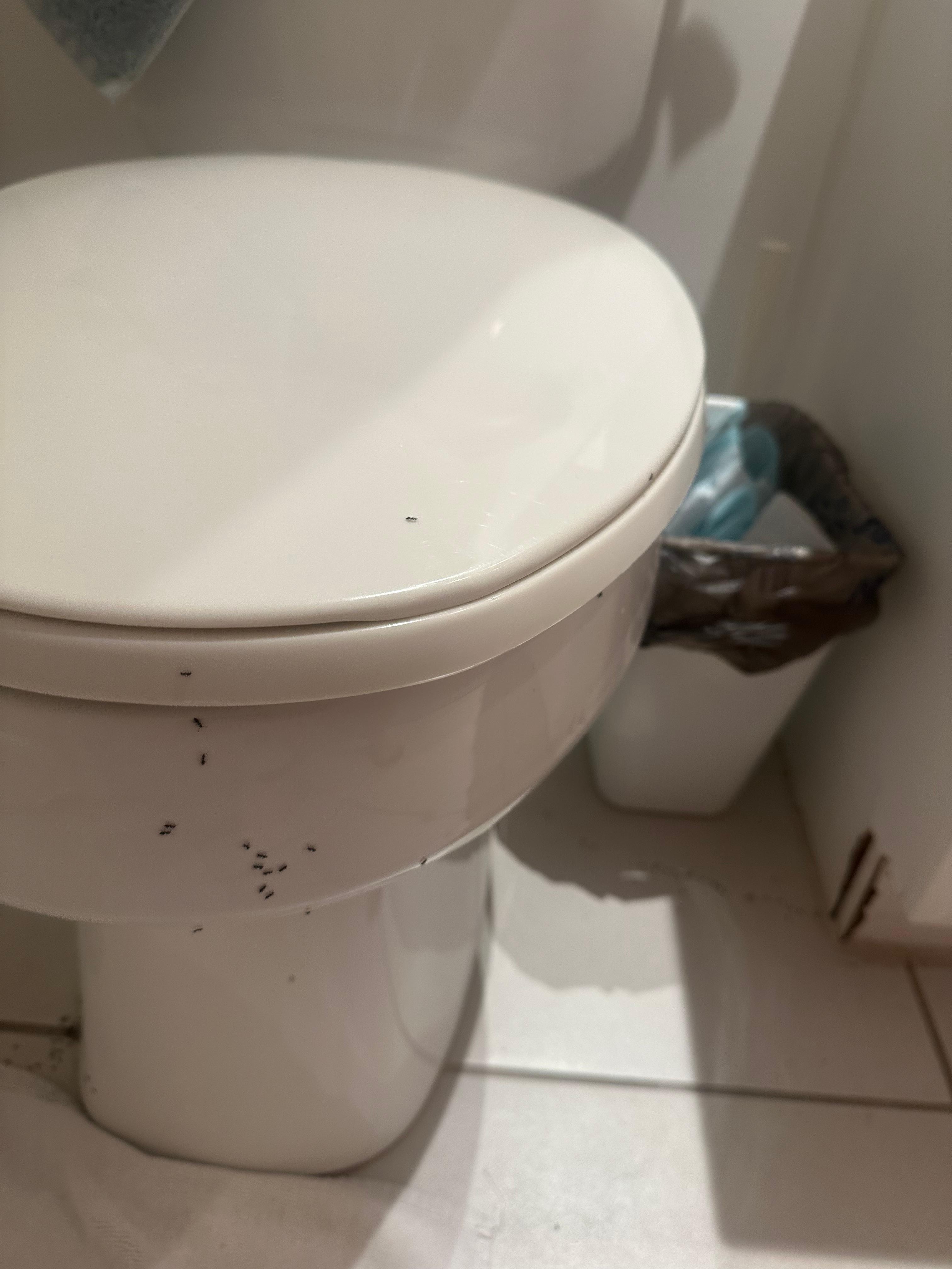 Ants in bathroom 