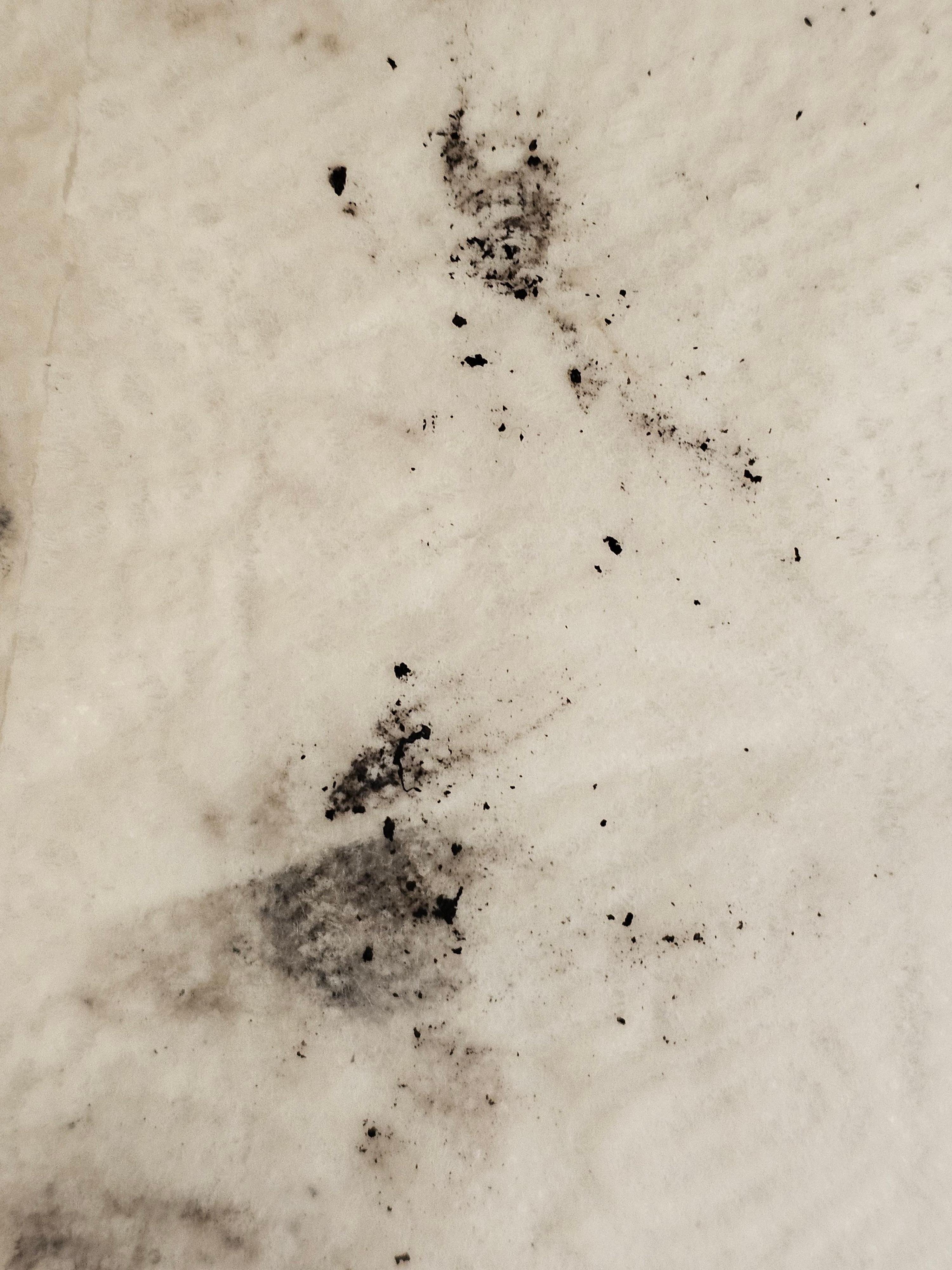 Mold I wiped off the shower.