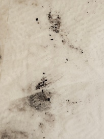 Mold I wiped off the shower.