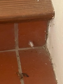 No proper maintenance of the building
