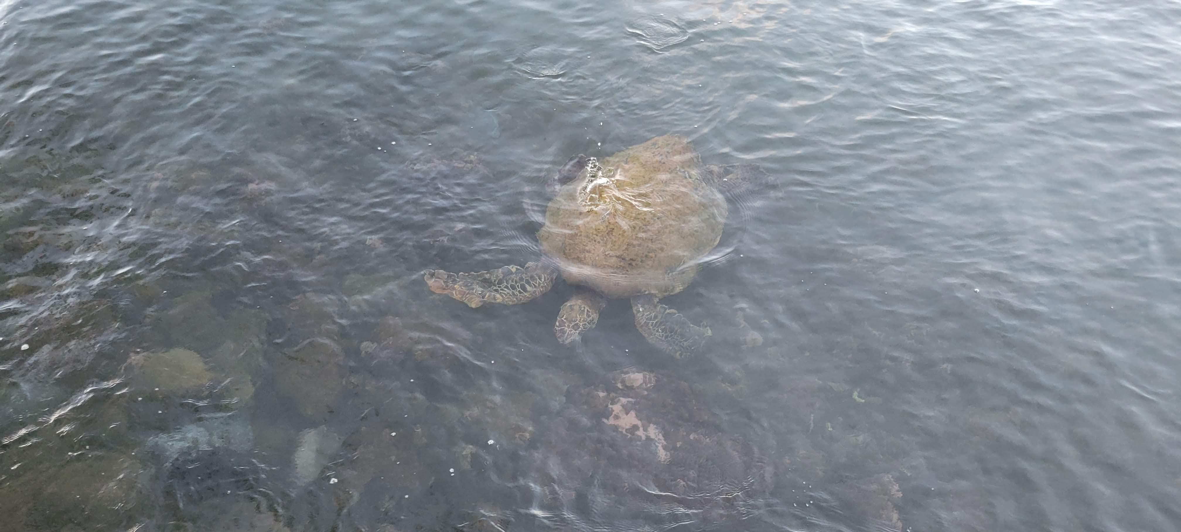 Turtles within walking distance 