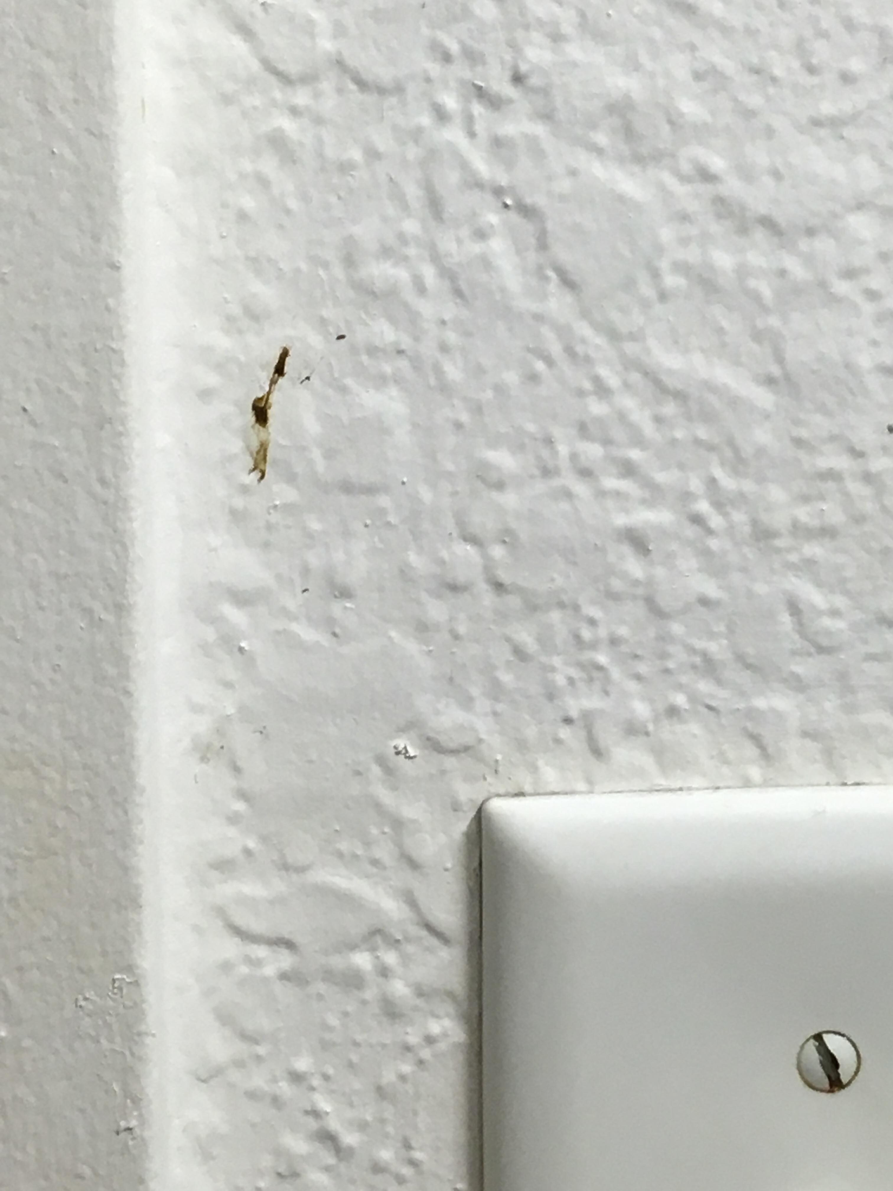 Moldy shower head 