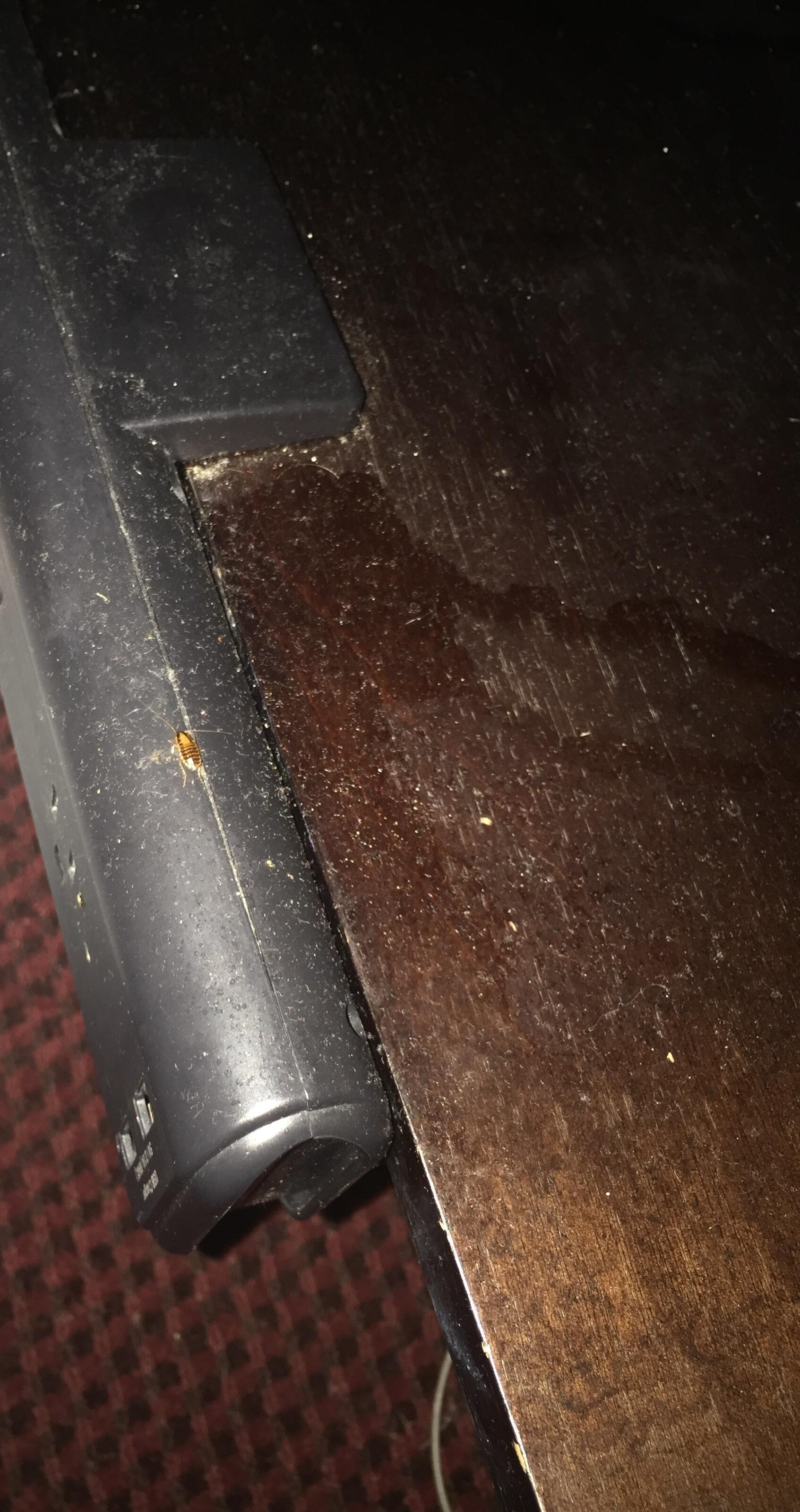 Roach on dirty nightstand