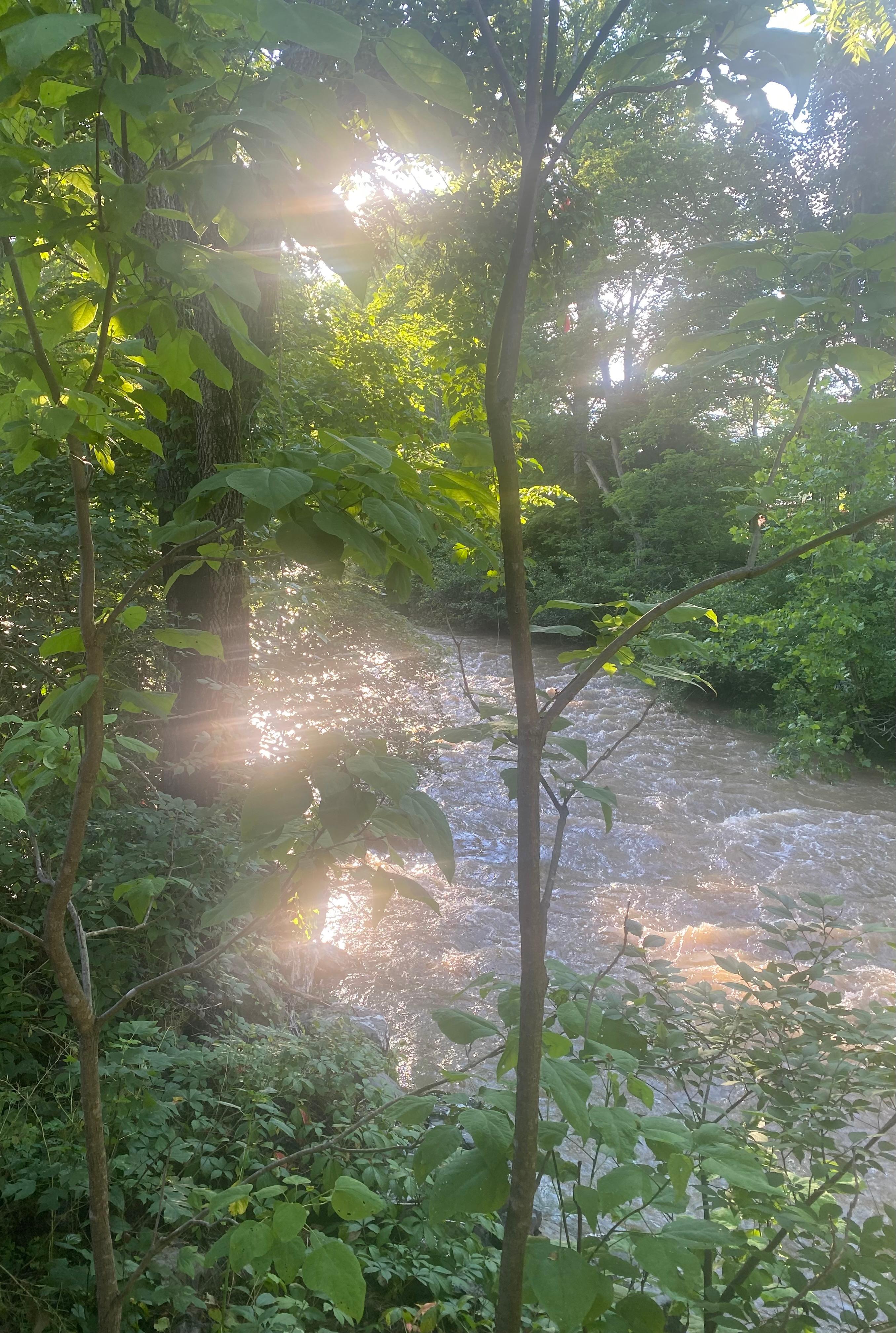 Sunset by the creek