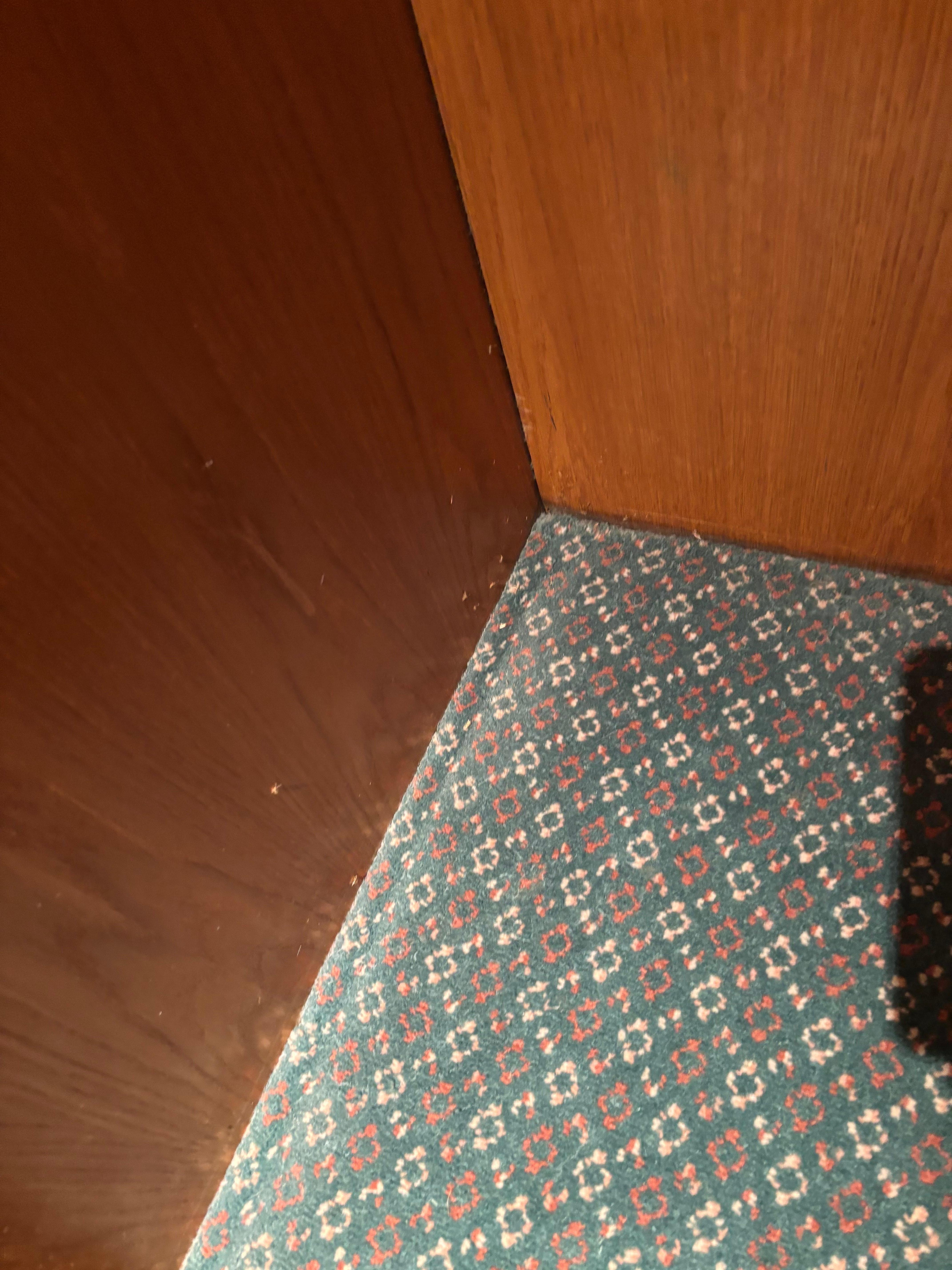 Moth infestation in wardrobe