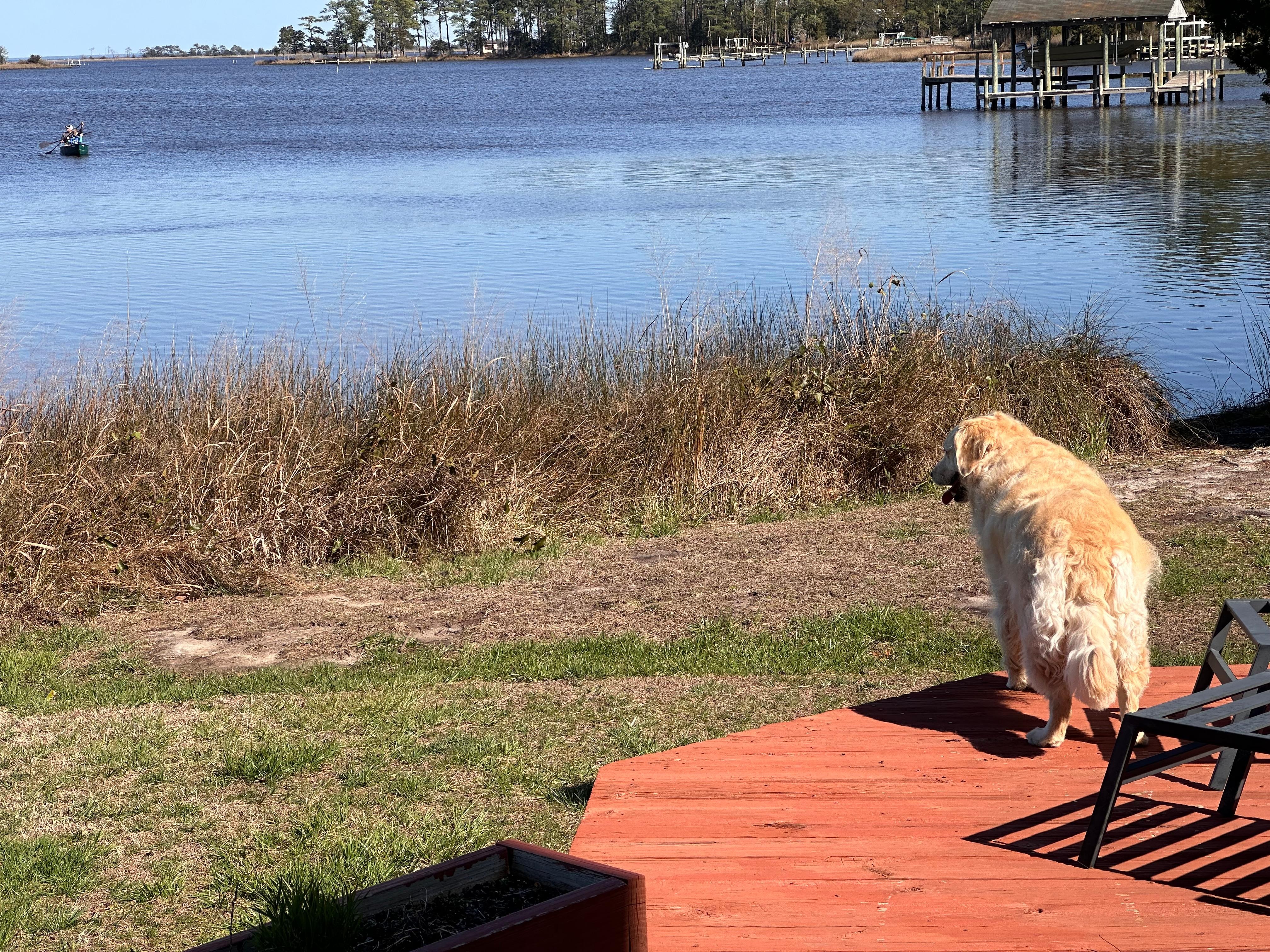 Our dog was so happy to watch the wildlife!