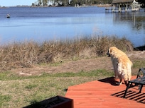 Our dog was so happy to watch the wildlife!