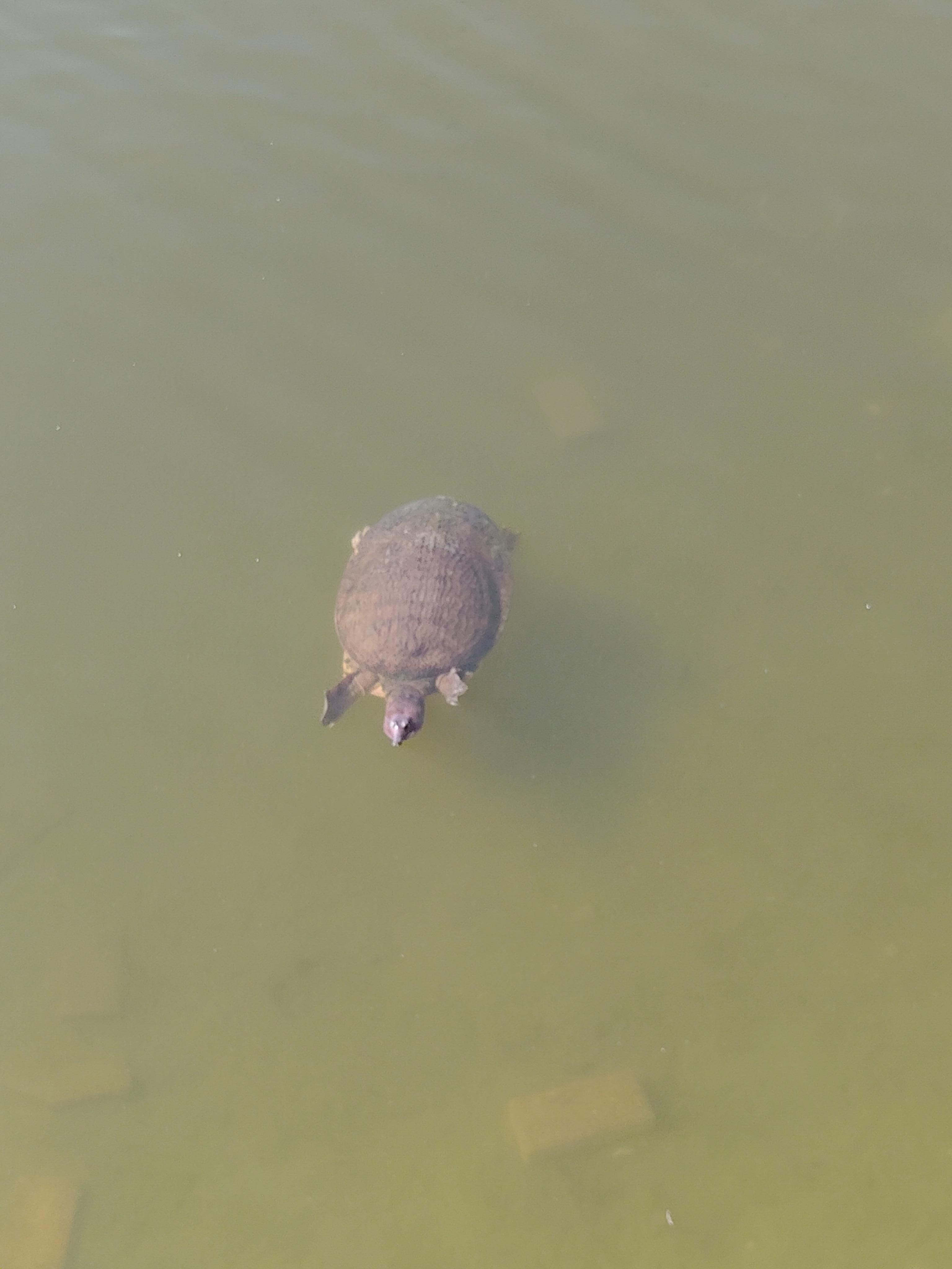 Turtles was so cool to watch. 