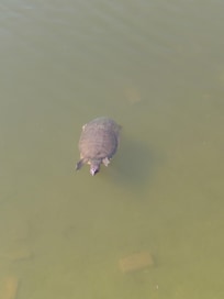 Turtles was so cool to watch.