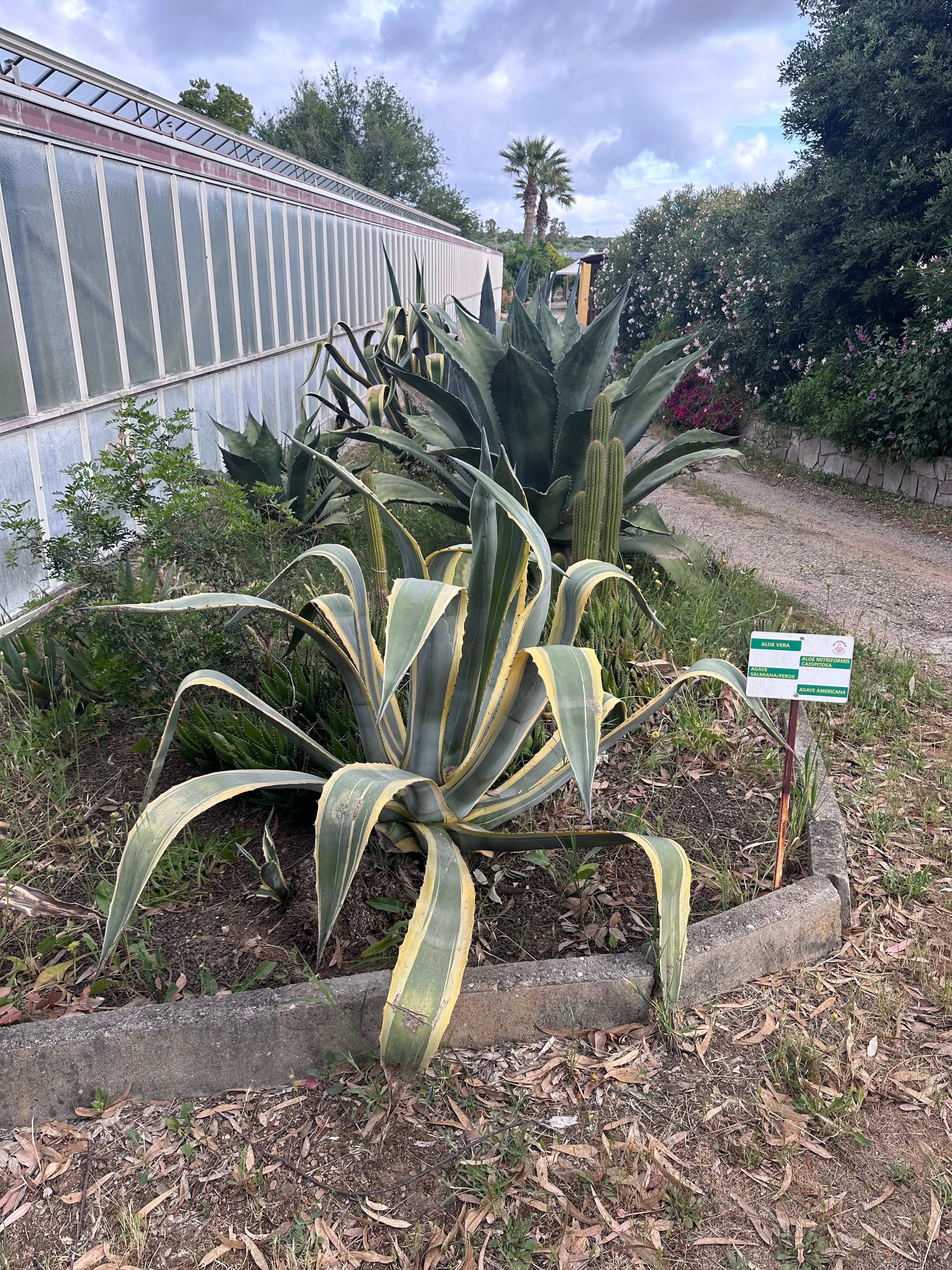 Agave