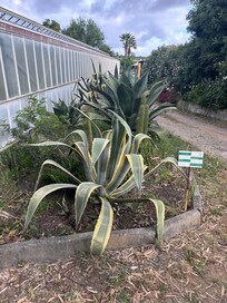 Agave
