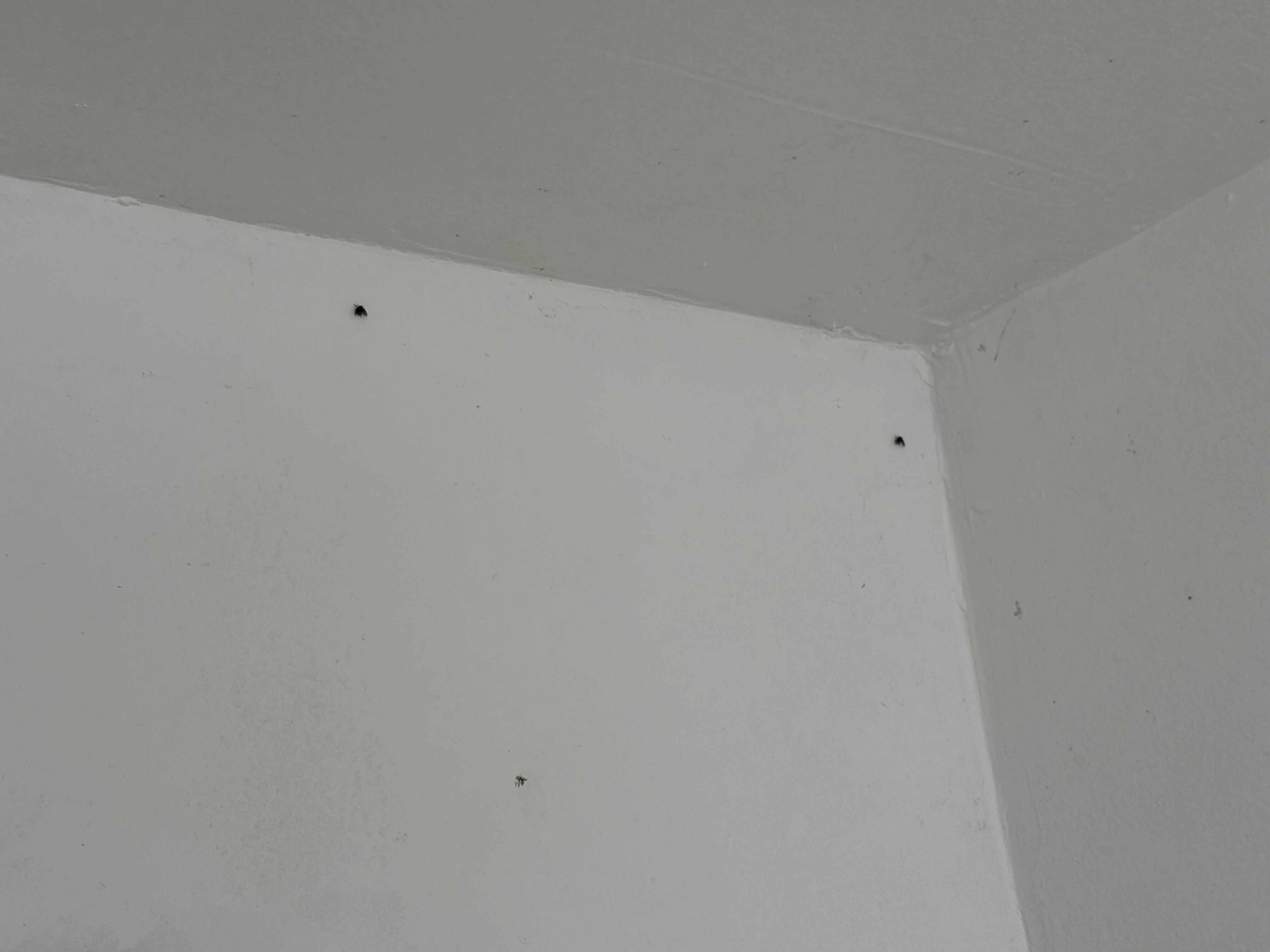 The blacks spots are the fly/gnats, there was about 50 of them in the bathroom 