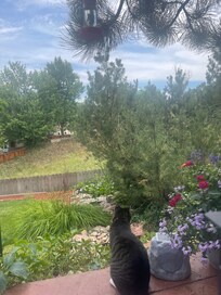 Morning view on the patio. So fun to watch the hummingbirds!