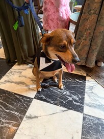 Wedding Pup