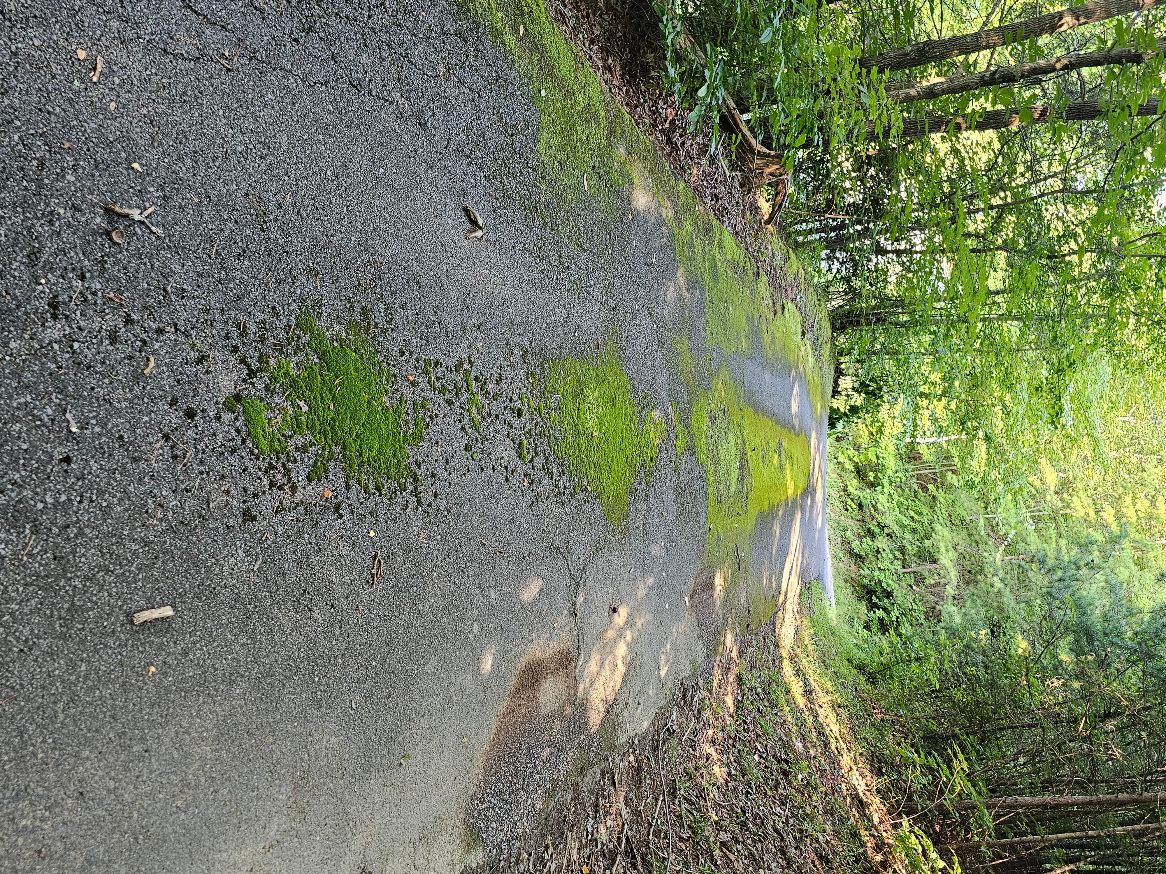 This is a picture of the driveway to the cabin. It is steep and covered in moss and gravel.