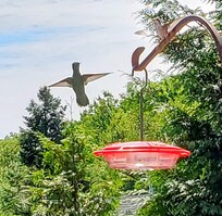 Hummer coming to feed