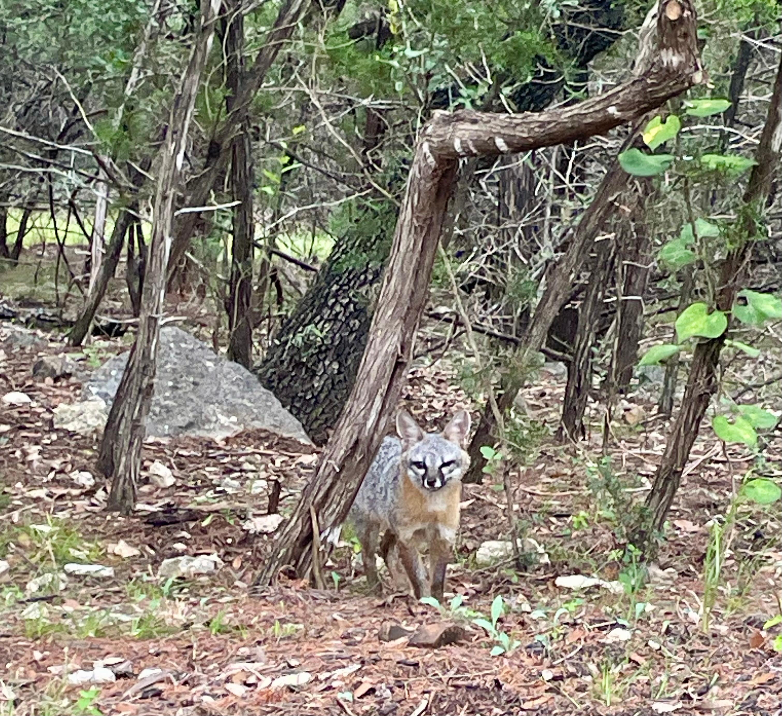 Foxy visited every morning and evening.