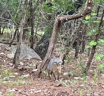 Foxy visited every morning and evening.