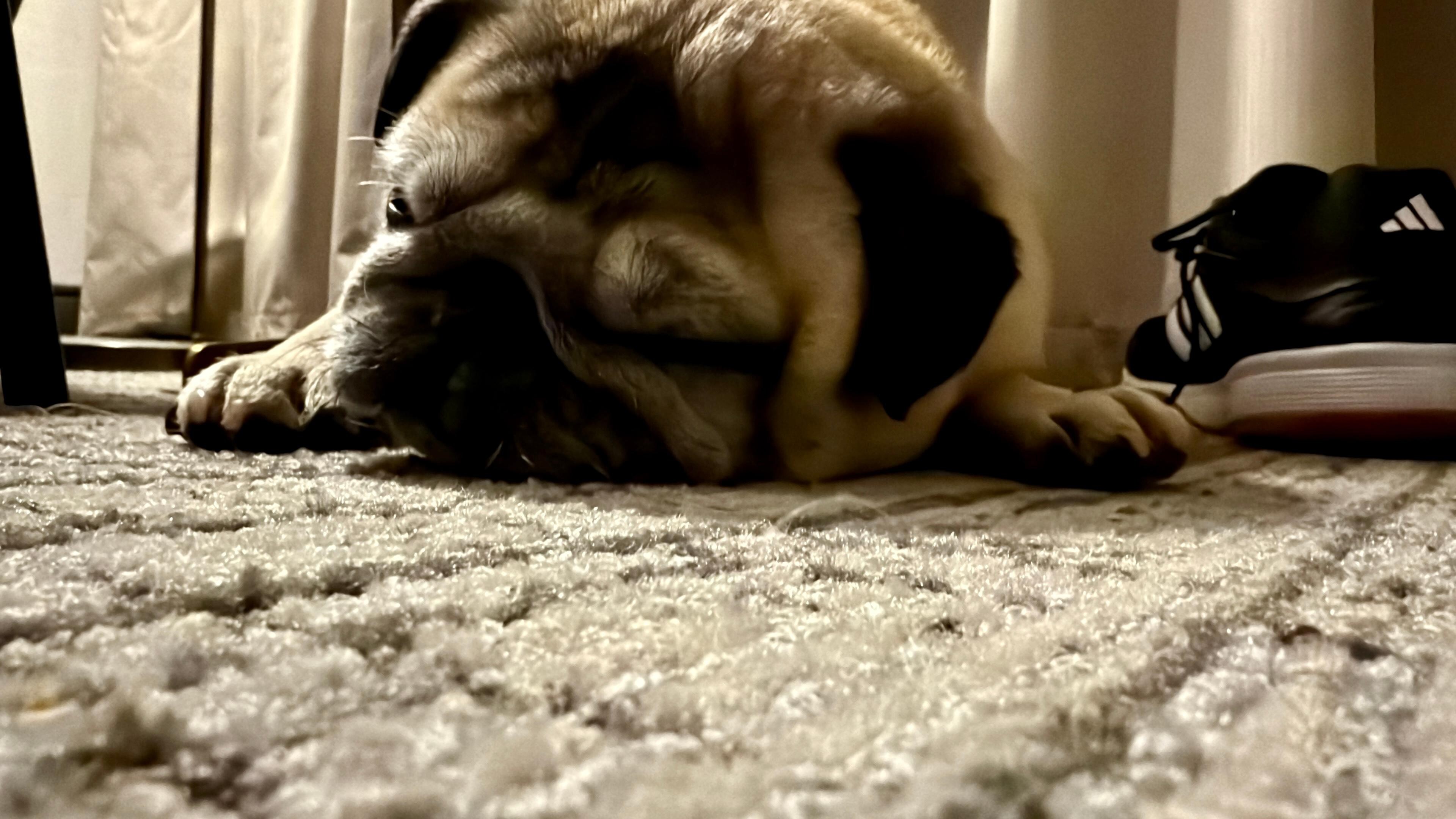 Exhausted after his international flight