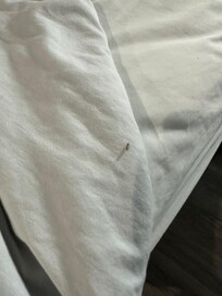 Flying insect on cover