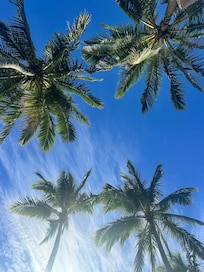 Palm trees by the restaurant