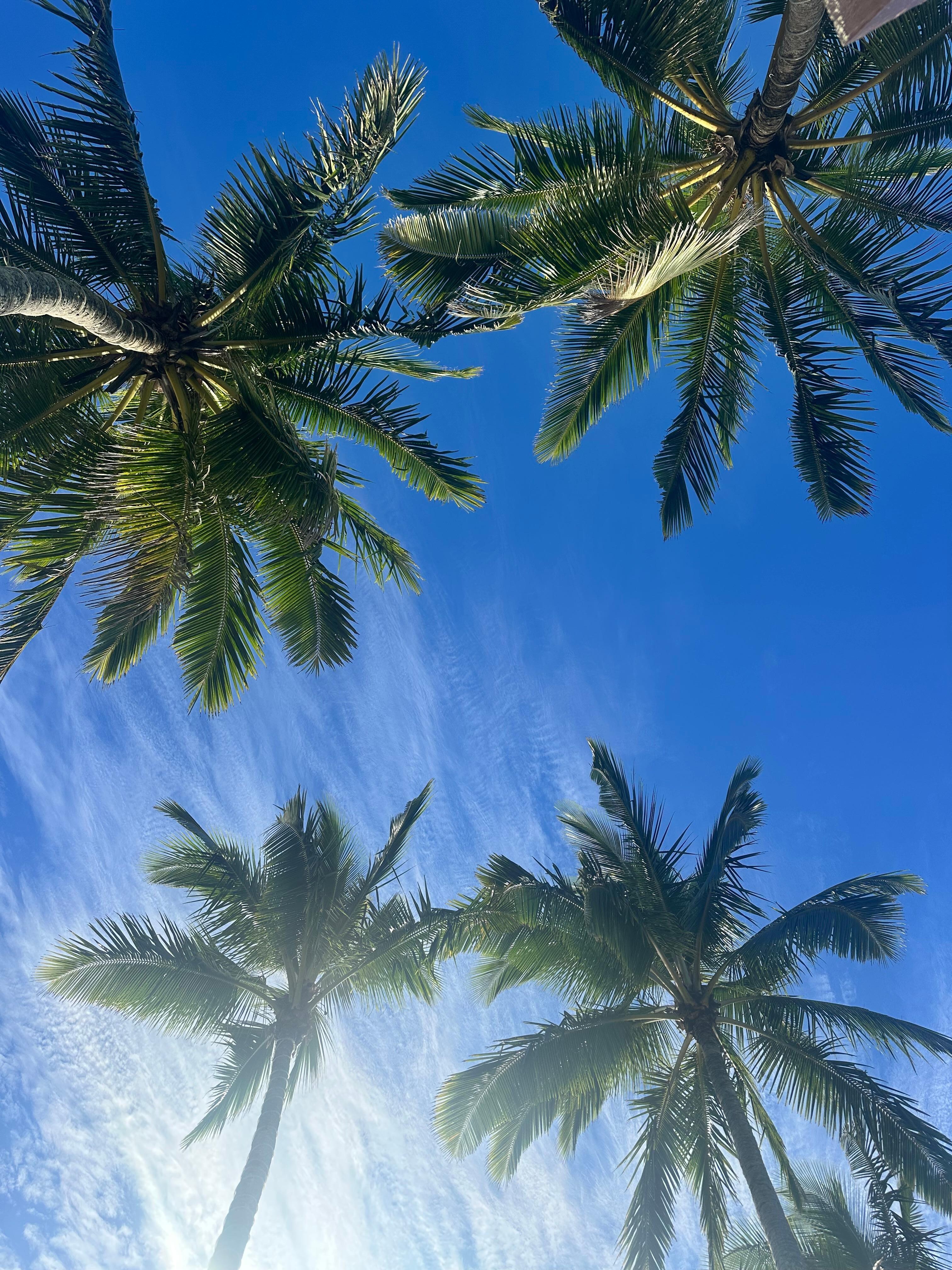Palm trees by the restaurant 