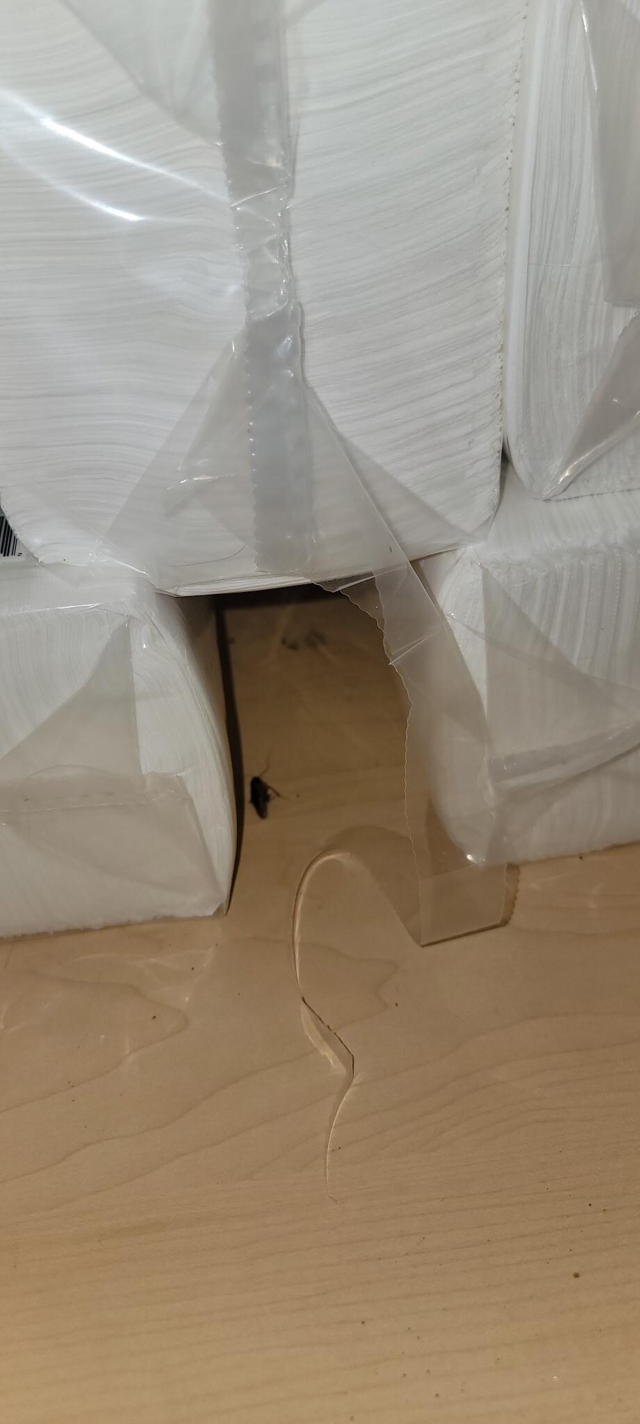 Cockroach in dining cabinet