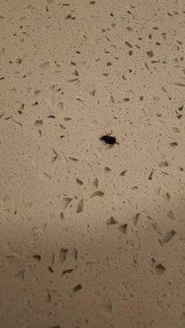 One of the 8 German cockroaches (that we saw) in the kitchen area
