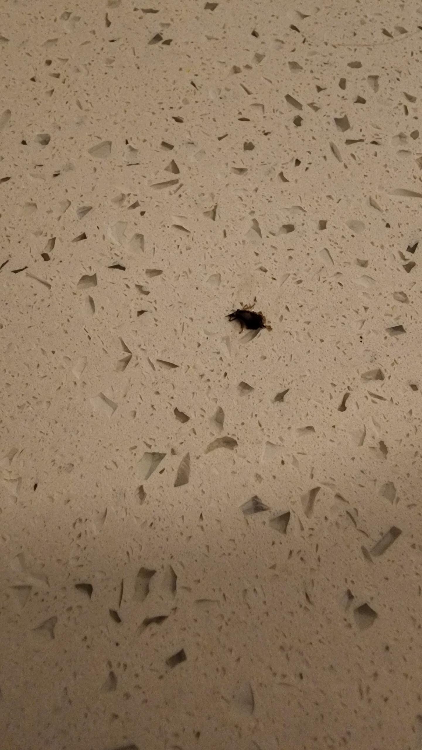 One of the 8 German cockroaches (that we saw) in the kitchen area