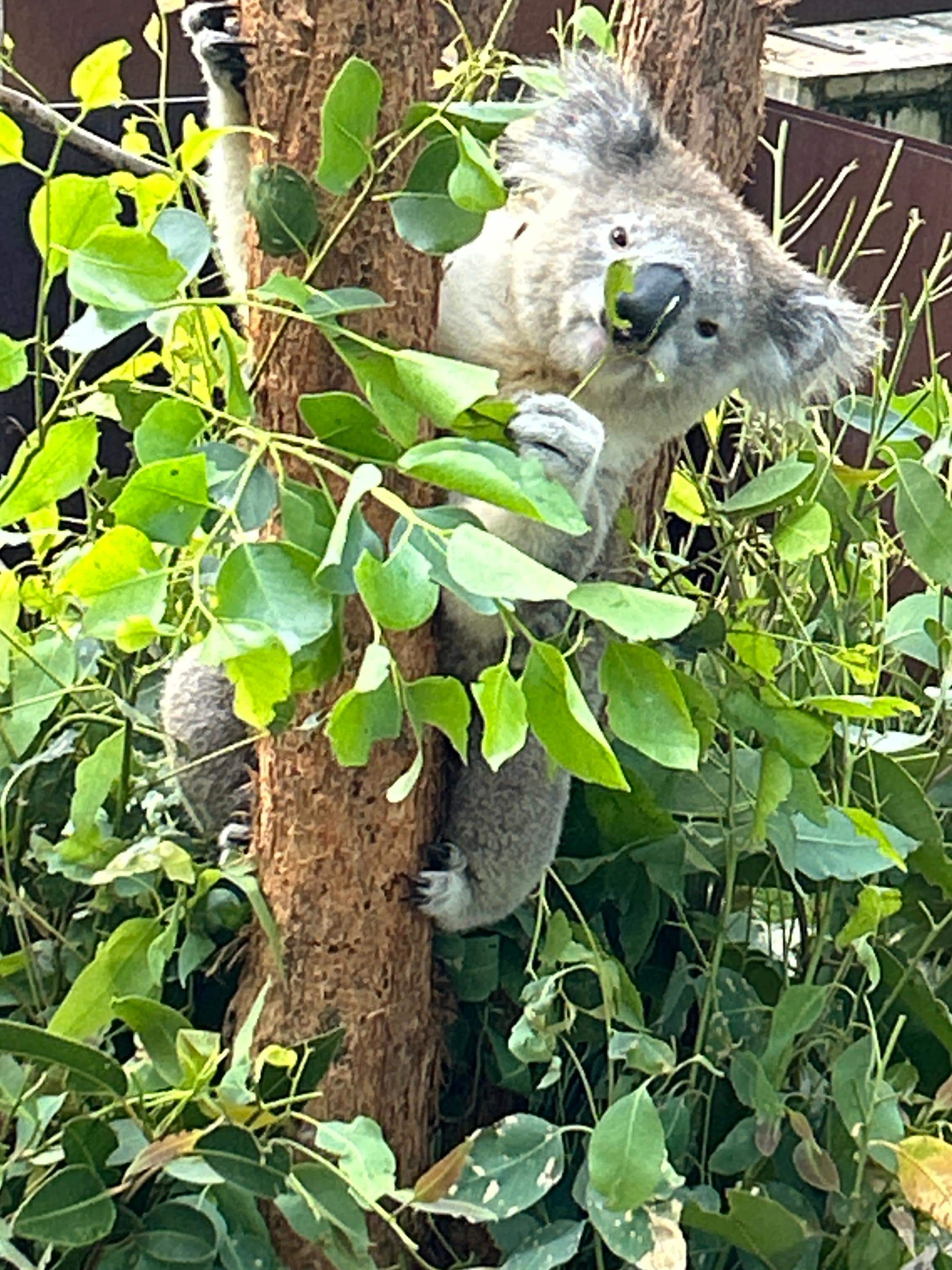 Sweet Koala Bear outside our wildlife viewing room! 