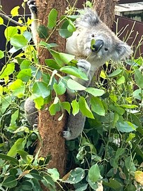 Sweet Koala Bear outside our wildlife viewing room!