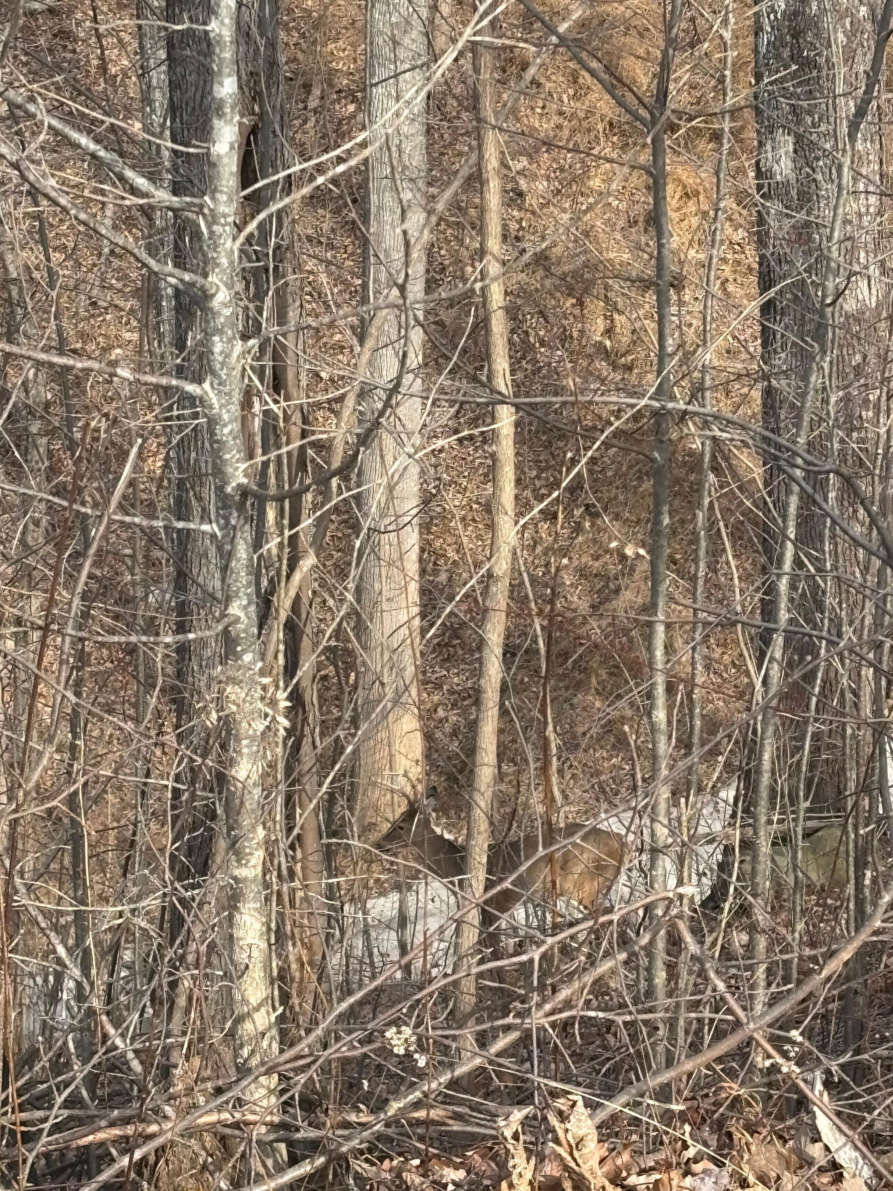 Hubby saw a deer walking the pooch.