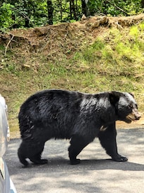 Mama Bear on her evening stroll past the cabin. Hey