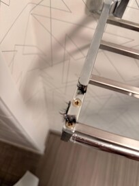 This was the left over lashes.