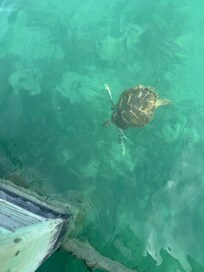 Right off the dock at the cottages. Stingrays and sharks a lot aswell