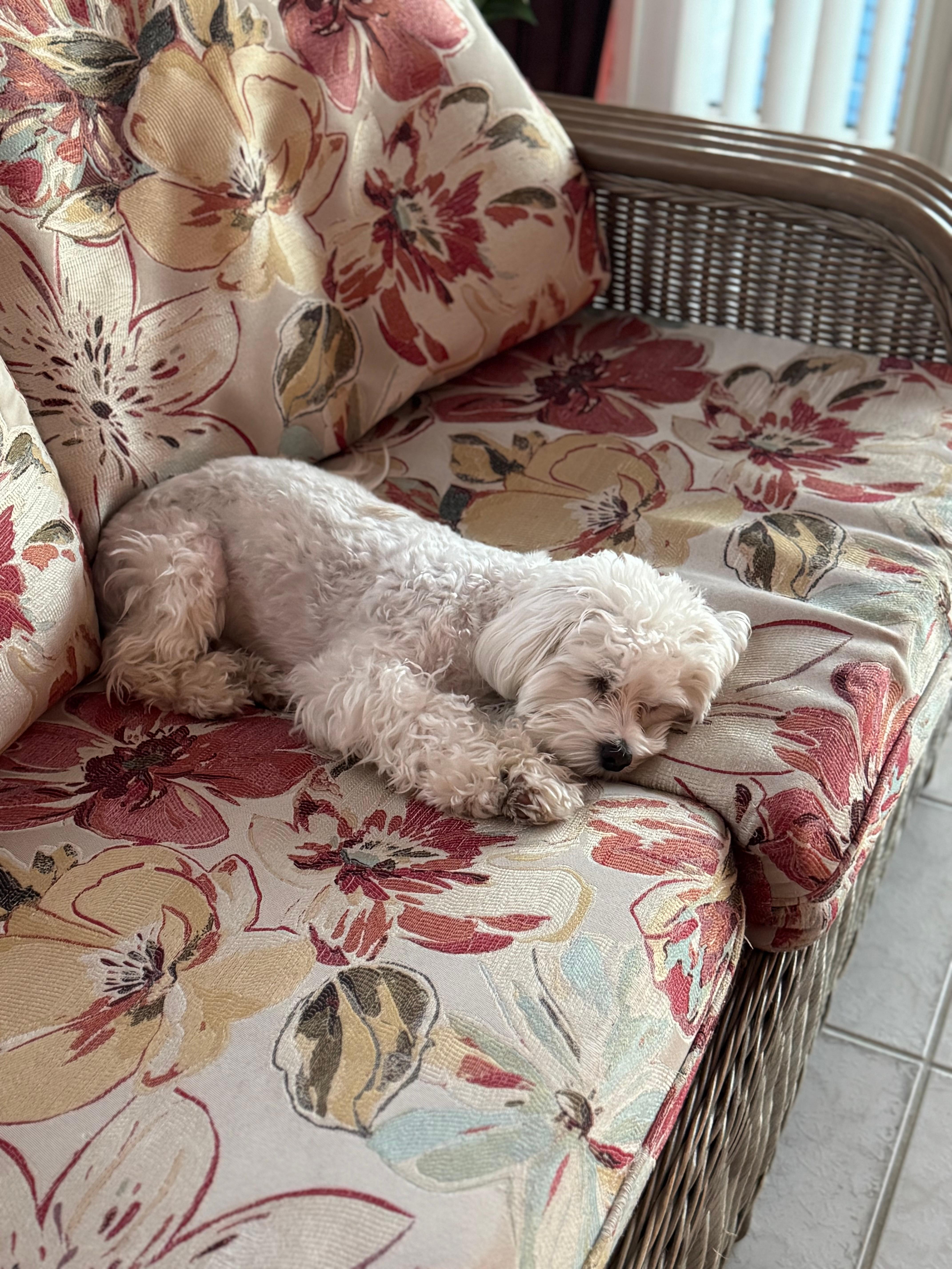 cozy furniture for napping