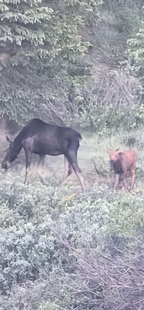 Elk and her baby early in the morning from the front patio