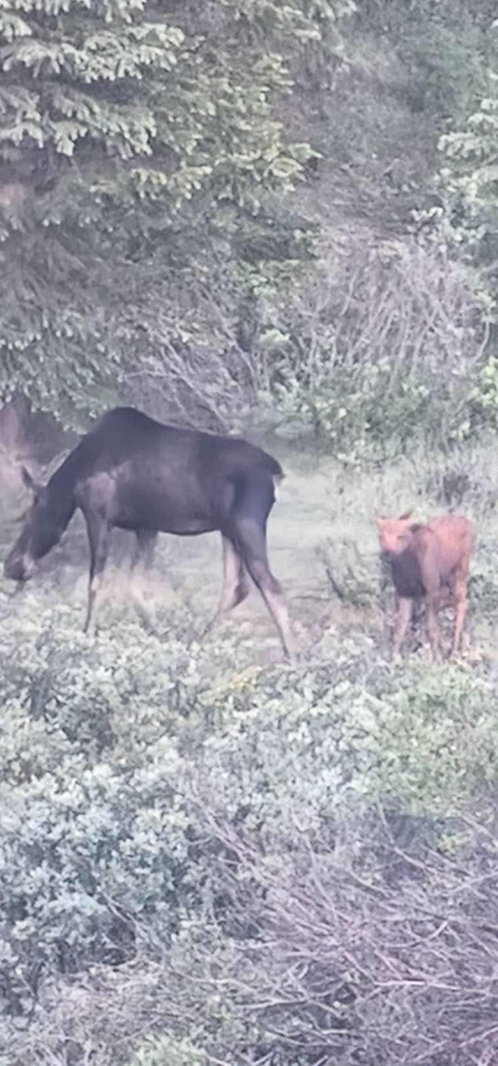 Elk and her baby early in the morning from the front patio