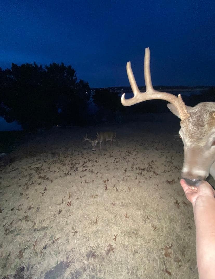 The host left corn for us to feed the deer!