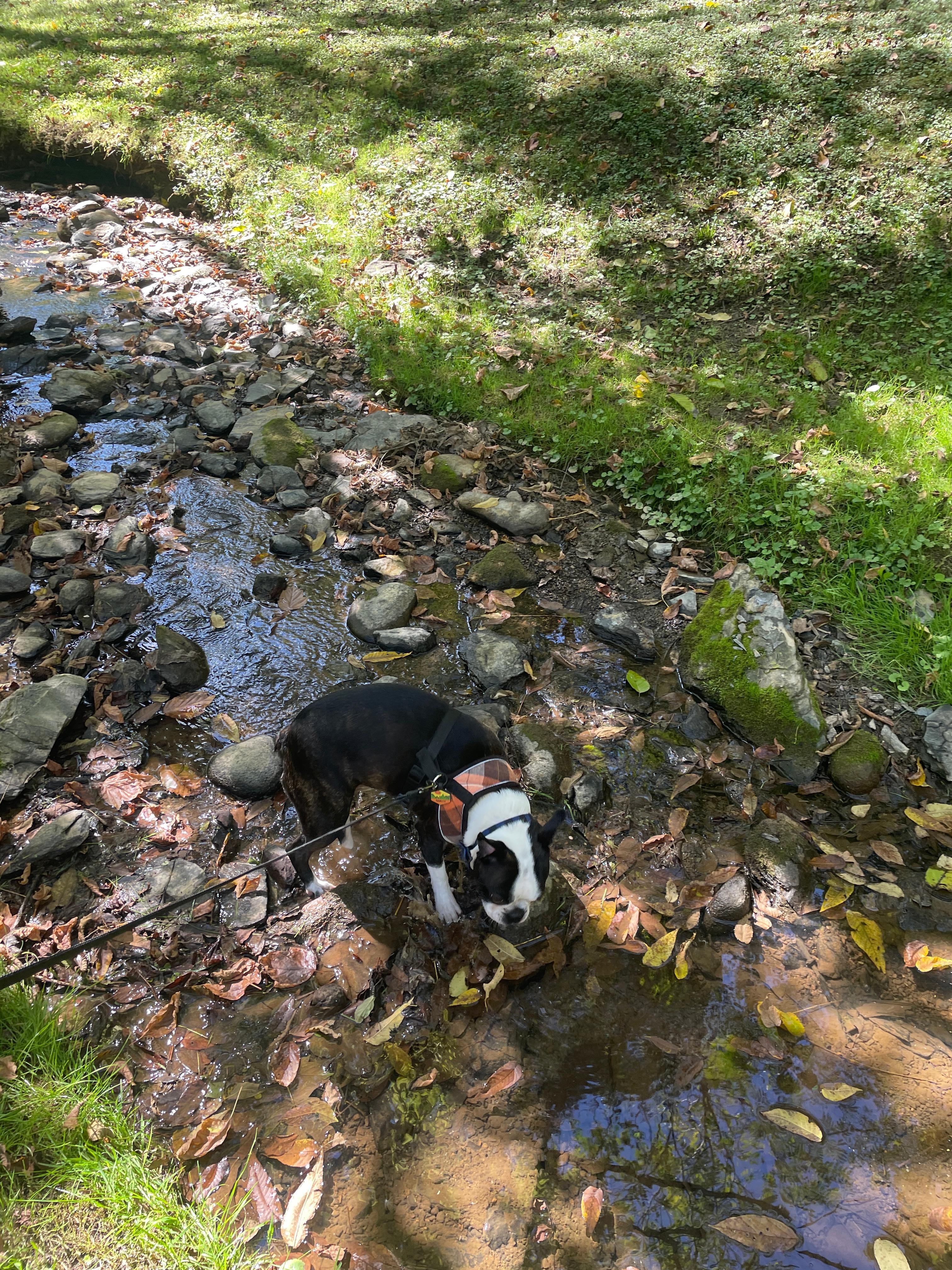 Little stream in backyard 