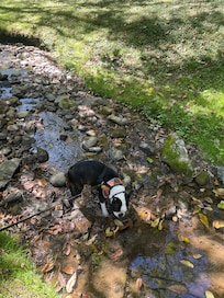 Little stream in backyard