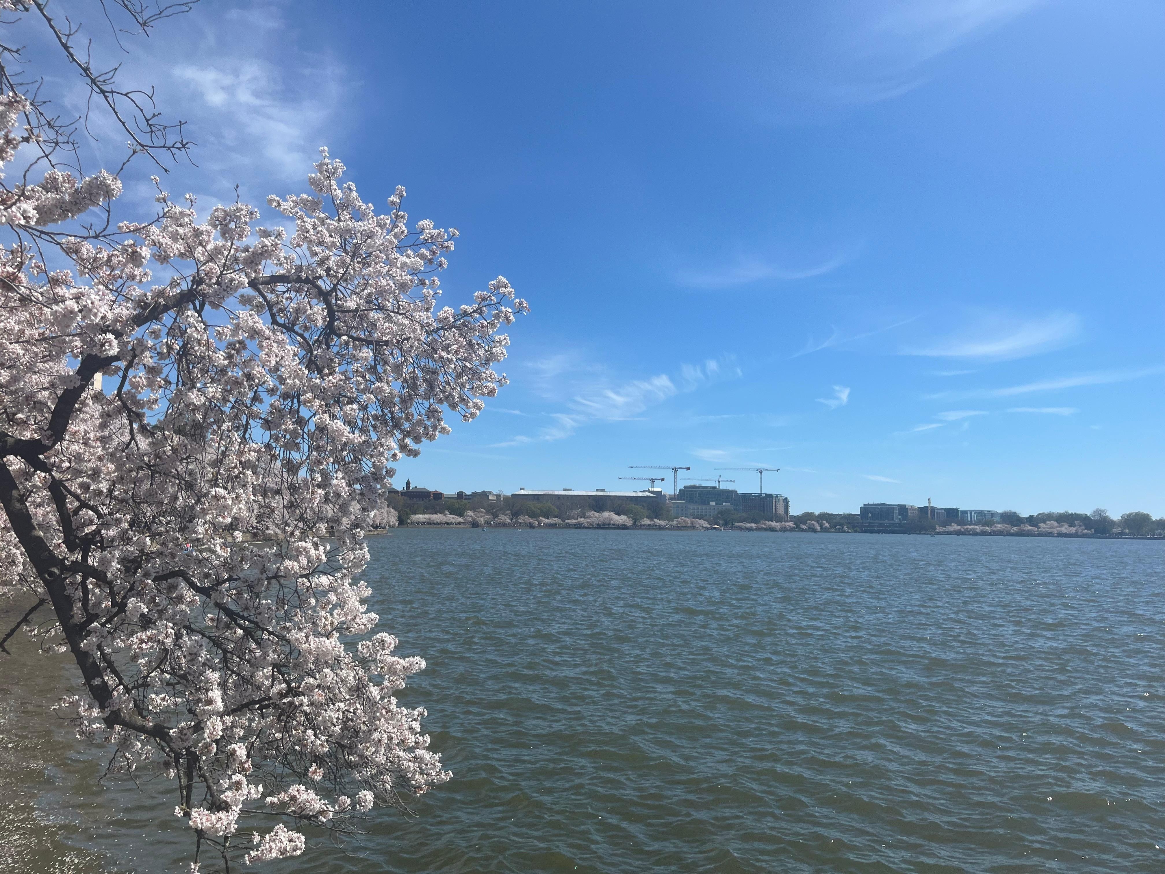 15 min drive to cherry blossoms. 🌸 