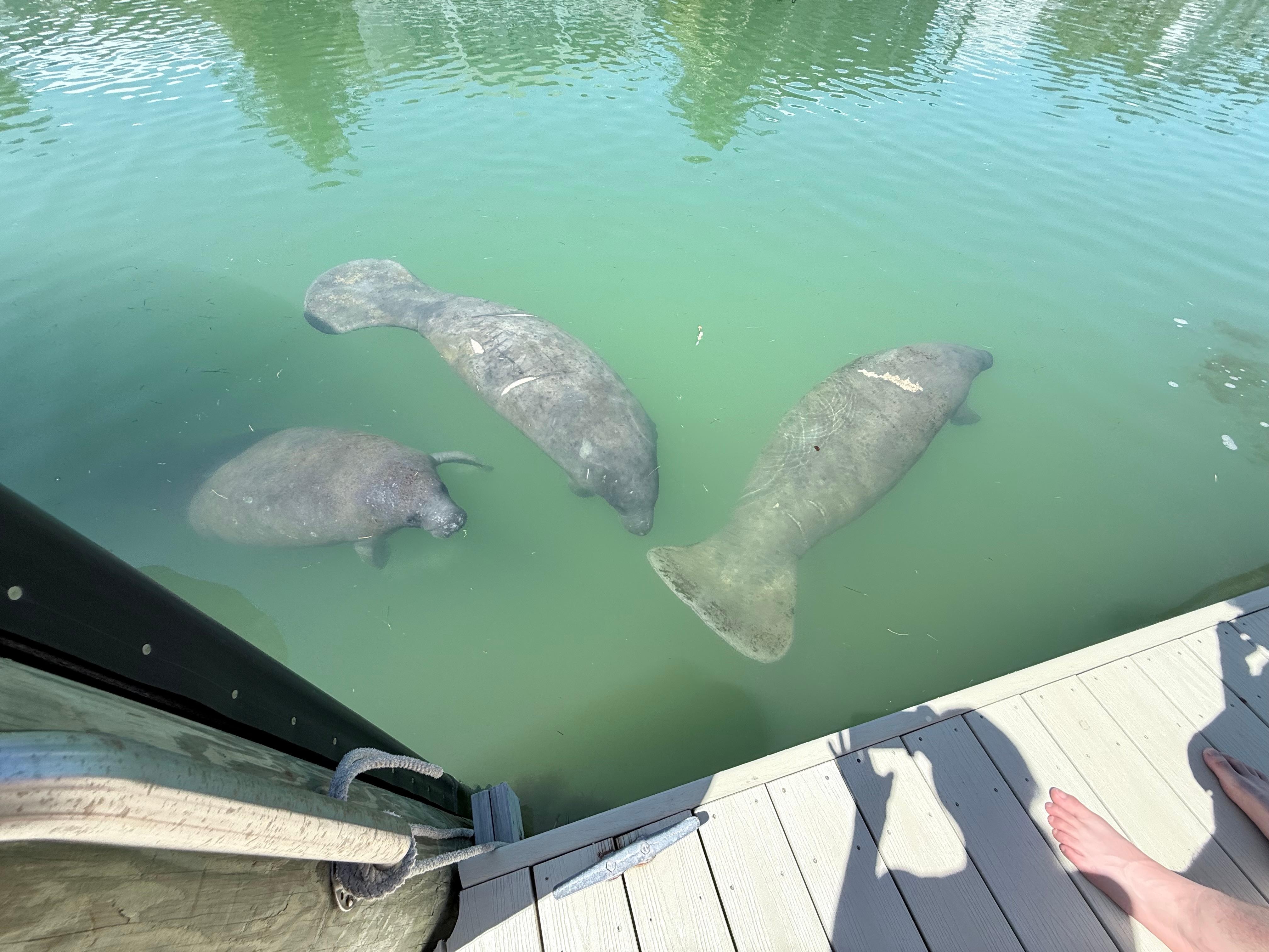 Manatees came up to the dock!